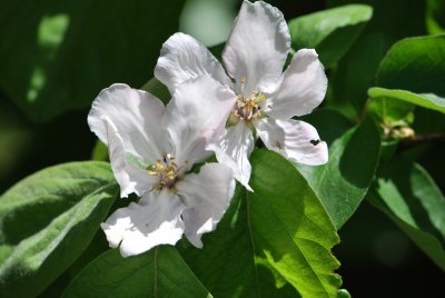 Cydonia oblonga - kdouloň obecná - květy a listy (detail)